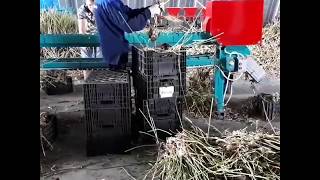 Обрезка чеснока Обрезчик чеснока