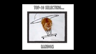 Коты vs кошки TOP-10 CAT FUN | ТОП-10 Смешные котики сьели кота