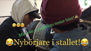 Nybörjare testar häst!??