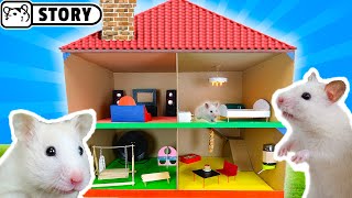 Cardboard Hamster HOUSE ? My Funny Pet Hamster in 2-Level PLAYGROUND ? Syrian Hamster Playhouse