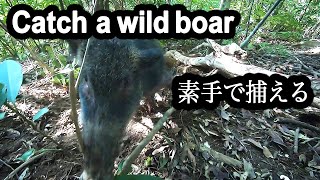 【西表島のイノシシ捕獲】人間vs猪！保定具を使わない生け捕り⁉罠での狩猟Vo.3- 2020-01 Catch a wild boar with my bare hands