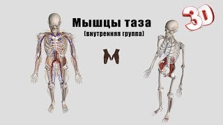 Мышцы пояса нижней конечности (мышцы таза: внутренняя группа) - детальный обзор 3д