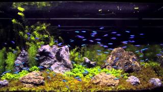 100 cardinal tetra in an aquascaping tank