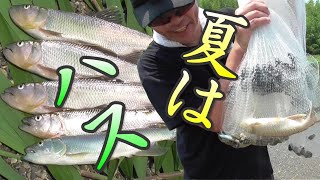 投網でハス。夏はやっぱりハス大漁！激アツ！塩焼きうまいぞ！　投網18。　琵琶湖　River Fishing Cast Net