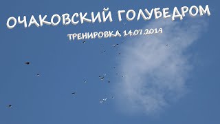 Очаковский голубедром. Тренировка голубей 14.07.2019