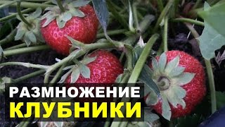 Секреты размножения клубники. Обрываем усики правильно