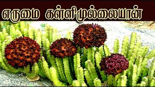 caralluma fimbriata  /எருமைக்கள்ளி மருத்துவம் /erumaikkalli medicine