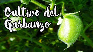 GUÍA COMPLETA SOBRE EL CULTIVO DEL GARBANZO ? || HUERTO ECOLÓGICO
