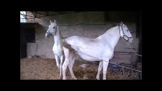 Black Stallion Popping U, Horse Mating - Horse Breeding Videos Compilation
