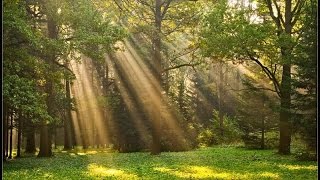 Красивый лес Санкт-Петербург, сбор грибов, Огромный муравейник Russian forest