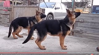 СУПЕР ЩЕНКИ немецкой овчарки. Super puppies German Shepherd!Одесса.