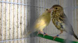 φλωροκαναρα 2011 greenfinch (carduellis chloris)x canary(serinus canarius)chios-Greece