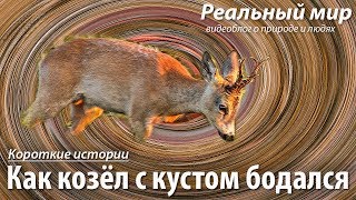 Как козёл с кустом бодался. Европейская косуля (Capreolus capreolus).