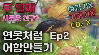 무환수 베타 수초 어항 만들기_두달째 | 연못처럼 어항 만들기 ep2 | 필터X, 기포기X, 이탄X