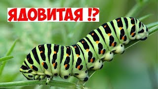 ГУСЕНИЦА И ДИНОЗАВР КАК СОБРАТЬ МИНИ НАБОР - распаковка и обзор лего - LEGO 40247 Dinosaur