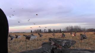 Late Season Manitoba Mallard Hunting with White Rock Decoys