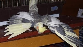 СУПЕР ПОЮЩАЯ КОРЕЛЛА
