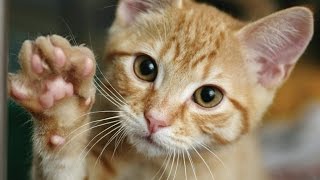 Кошки лапой дают пять!Круто!Рекомендую к просмотру!Видео приколы кошки!