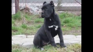 Щенки Кане Корсо (Cane Corso) Питомник "Beleza el gracia" видео №14