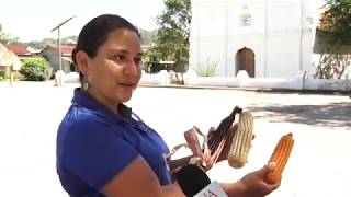 ENCUENTRO MAIZ CRIOLLO NICOYA