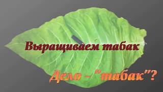 Закладка высушенного табачного листа на хранение (вылежку).