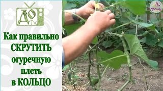 ОГУРЦЫ до заморозков. СКРУЧИВАЕМ КОЛЬЦО из огуречной плети