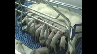 PIG FARM CAVENCO.Свиноферма РОССИИ. GRANJA DE CERDOS. PRODUCCION PORCINA