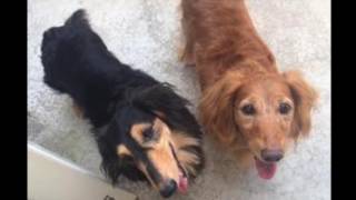 ペットホテル・船橋さきがおか動物病院動画ブログ