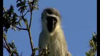 Family Travel Safaris: Kids on Safari: Travel Video PostCard