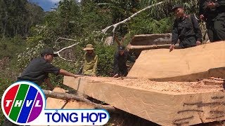 THVL | Phát hiện vụ khai thác gỗ trái phép quy mô lớn tại Đắk Lắk