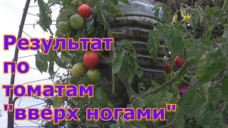 Результат посадки томатов "вверх ногами" или "вниз головой"