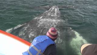 Whale Watching in Laguna San Ignacio Feb 2012