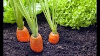 Почвенное питание растений. Биология 6 класс