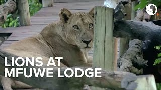 Lion pride enjoy the facilities at Mfuwe Lodge