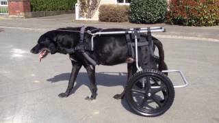 Labrador im Hunderollstuhl