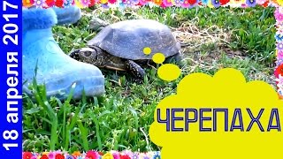 ✔ВЯЖЕМ✔ПАПА ПРИВЕЗ ЧЕРЕПАХУ✔ВКУСНОЕ МЯСО✔ДЕТИ ИГРАЮТ✔НА РЕЧКЕ✔РОДНЯ✔18 апреля 2017♥Хуторянка