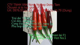 Hạt giống ớt chỉ thiên năng suất, siêu cay, thái lan, super hot no.1