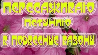 КАК Я ПЕРЕСАЖИВАЮ АМПЕЛЬНУЮ ПЕТУНИЮ В ПОДВЕСНЫЕ ВАЗОНЫ/Юлия Коновалова