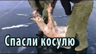Спасли косулю