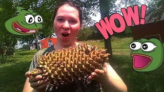 Огромная шишка c историей// Cвязала повязки// В магазине  #125