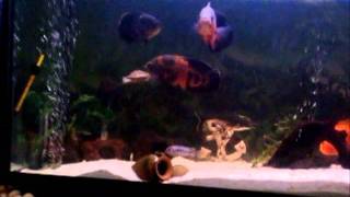 acquario con ciclidi americani +arowana+tartarughe