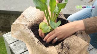 Tuinendier.nl - Hoe kan ik Vijverplanten Planten en Onderhouden?