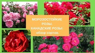 Морозостойкие розы.  Канадские розы: обзор сортов