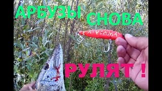 АРБУЗЫ от BearKing снова РУЛЯТ ! ))) ПЕРВАЯ ТРОФЕЙНАЯ ЩУКА !!!