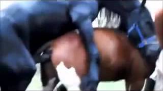 Black Stallion Popping U, Horse Mating   Horse Breeding