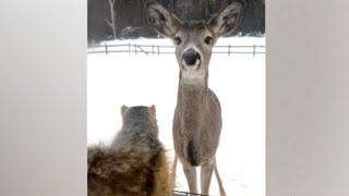 Funny WEIRD ANIMALS and their funny UNBELIEVABLE MOMENTS