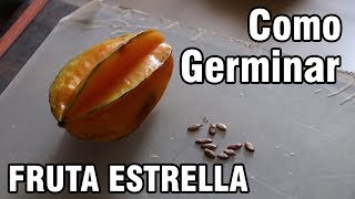 Como germinar semillas de Carambolo, FRUTA ESTRELLA o star fruit || México Verde