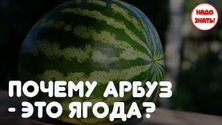 Почему арбуз - это ягода?