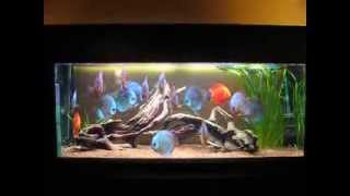 16 adulte Stendker Diskus (17 cm+) im 450 Liter Aquarium oder: Das große Fressen :-)