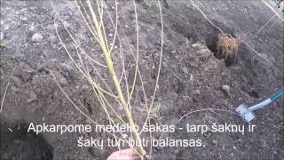 Dr. A. Amšiejus pataria: kaip sodinti persikus